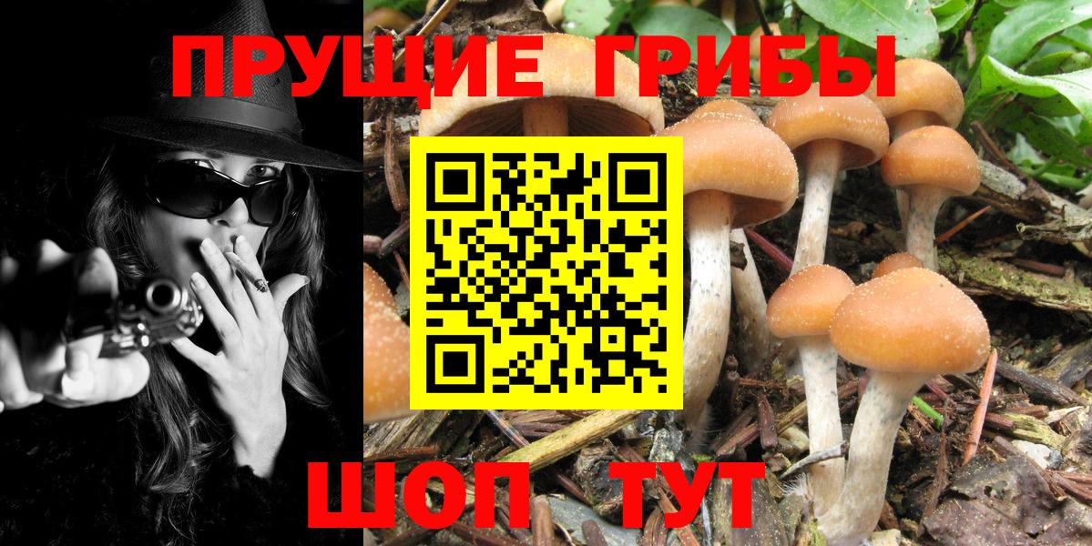 Михайловка  Псилоцибиновые грибы Psilocybe  Вход с VPN 